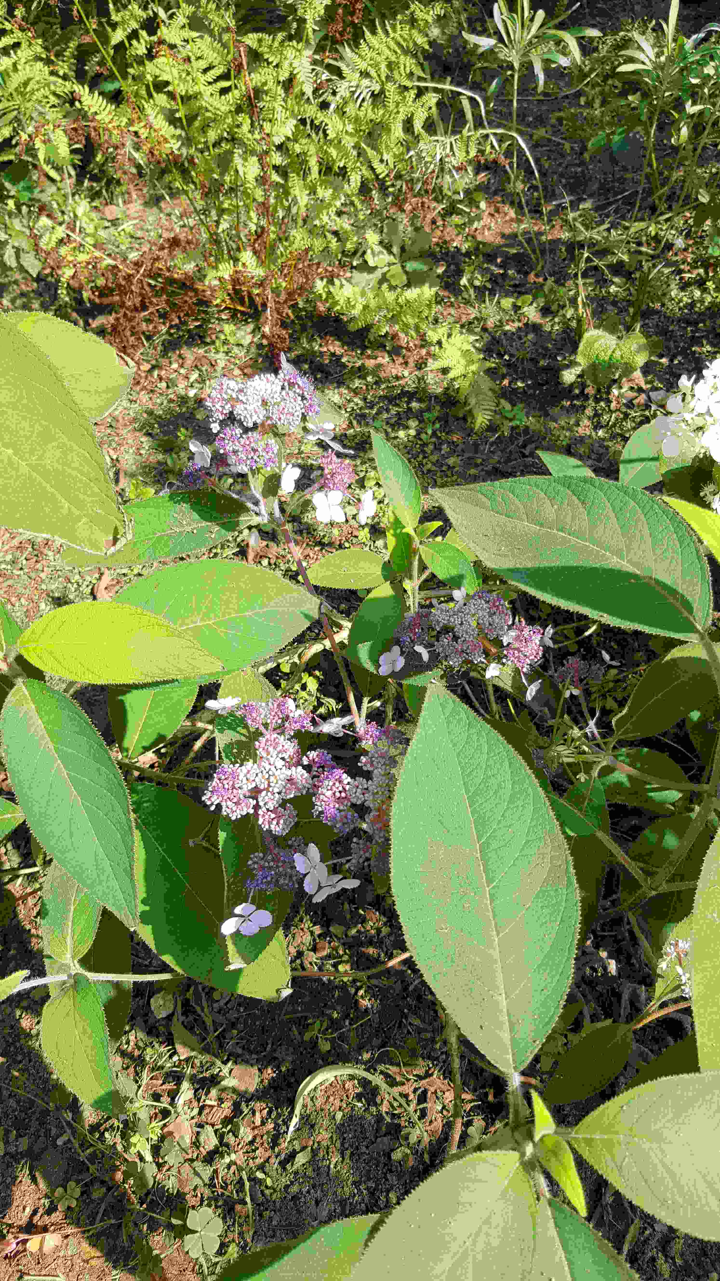 hort villosa20190820_153356.jpg